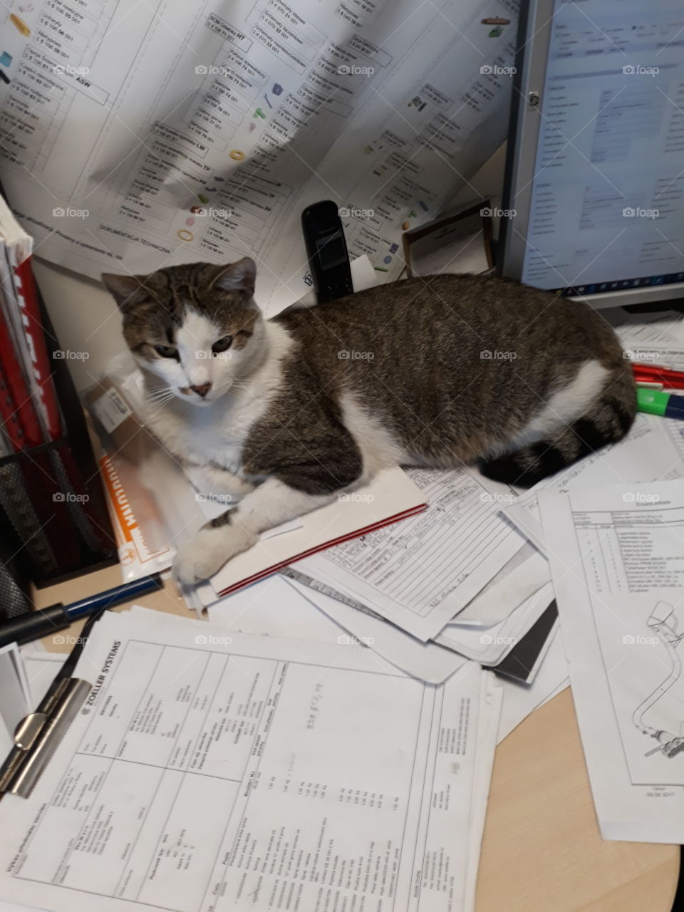 bussiness cat and hard office working