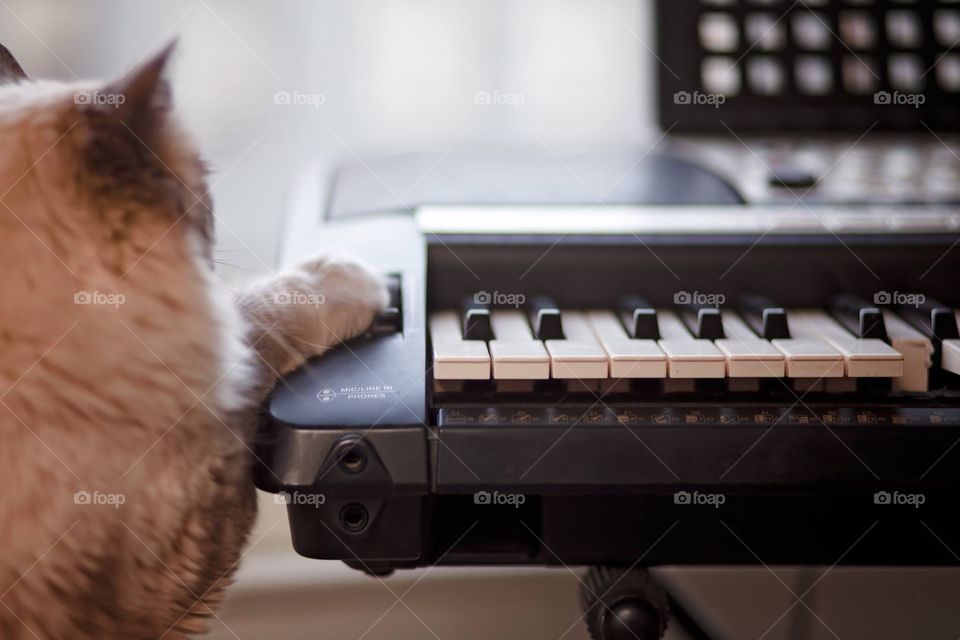 My kitty, trying to turn on piano 😸