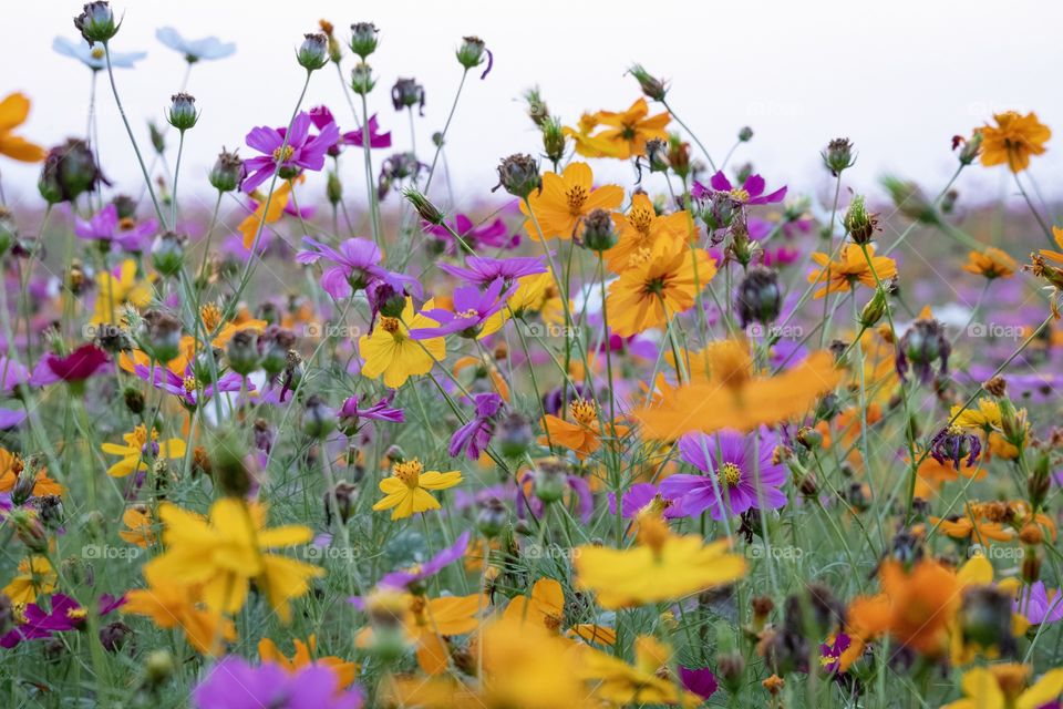 Cosmos field