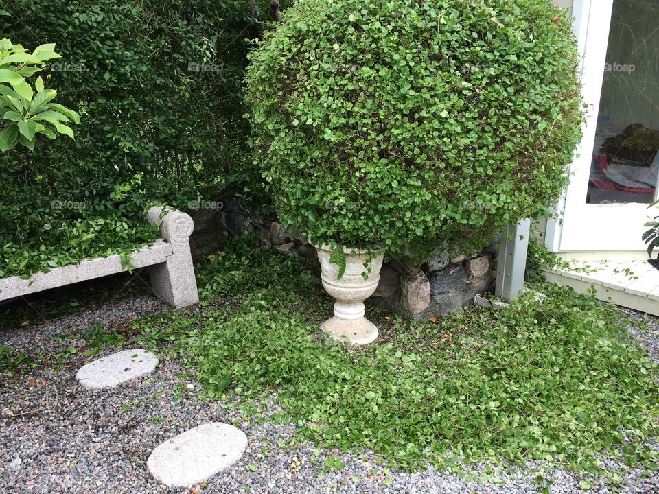 Gardening. Trimming, cutting  the hedge and shaping small trees.