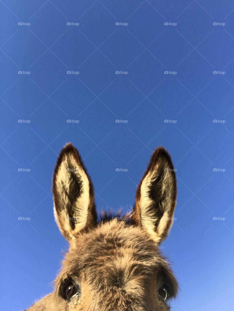Donkey ears with blue skies!