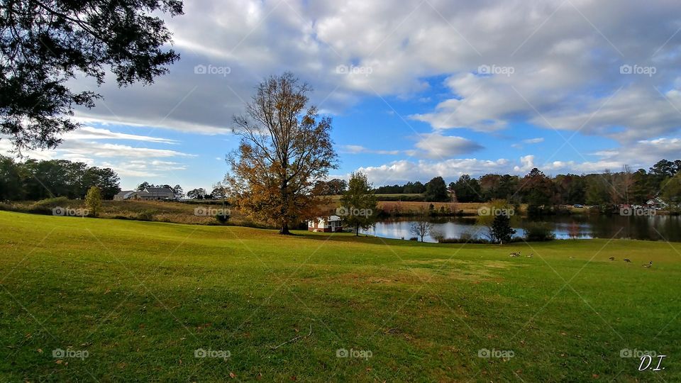 Landscape, Tree, Grass, No Person, Golf