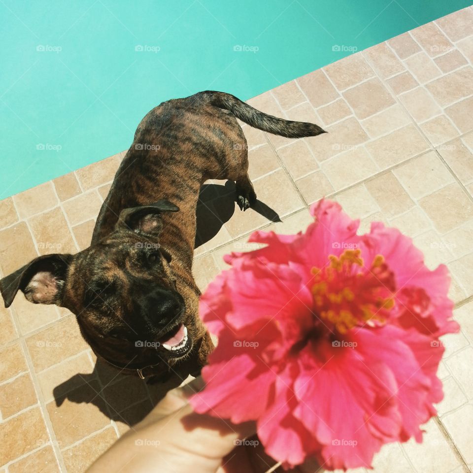Lana eats hibiscus. My dog loves to eat flowers 