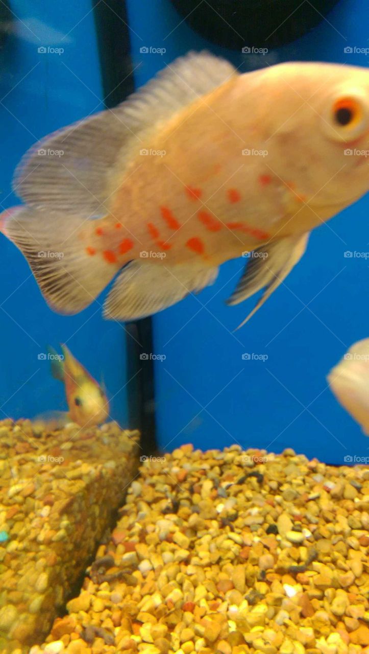 Fish, Underwater, Aquarium, Goldfish, Tank