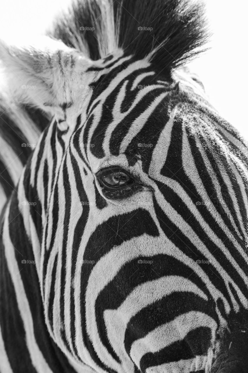 Zebra