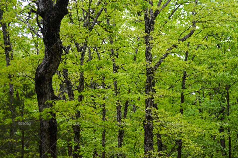 Forest trees in spring 
