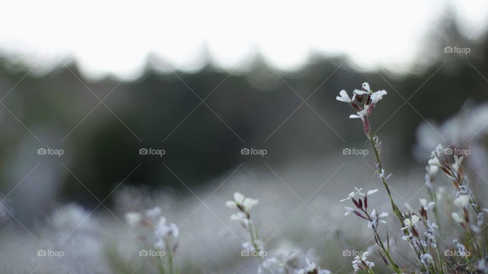 White blossom in the fields.