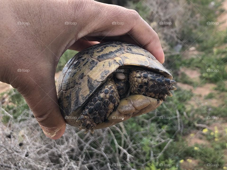 Im holding a turtle