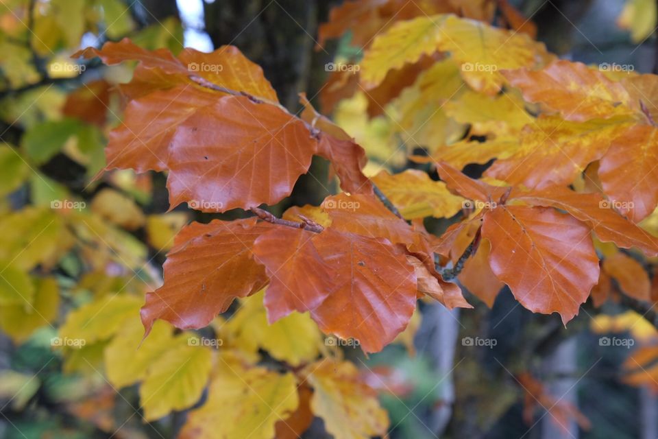 Orange leaves 