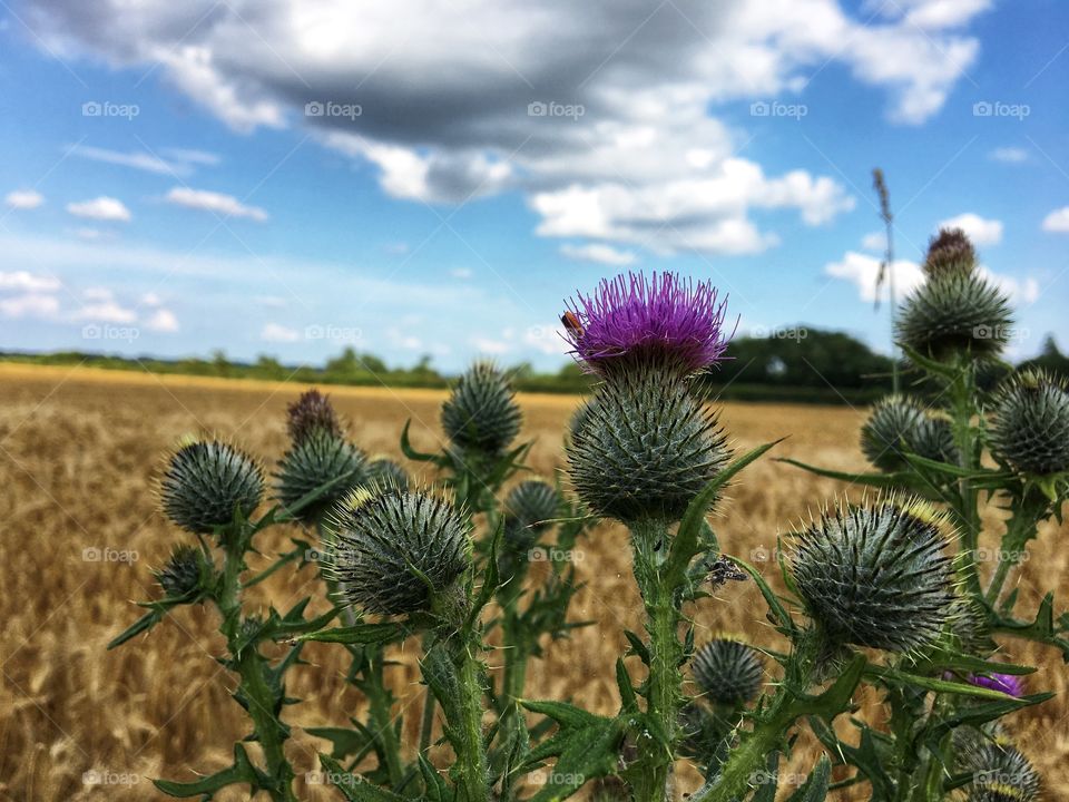 English countryside 