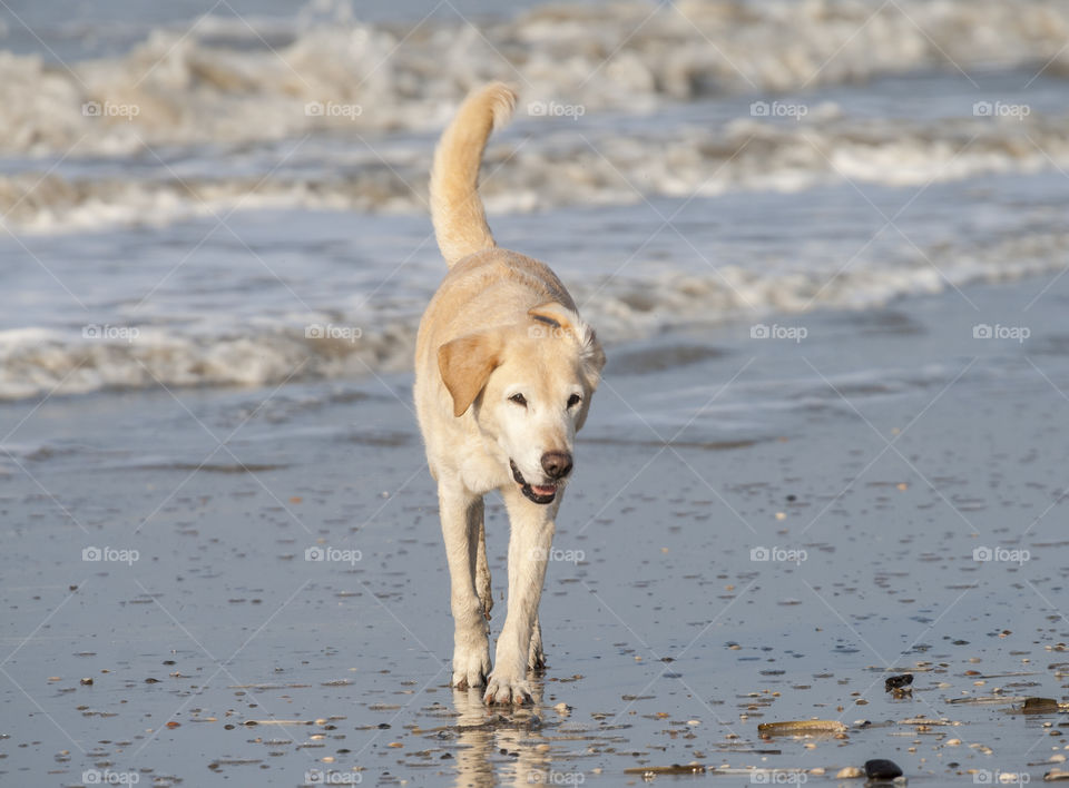 Portrait of dog at beach