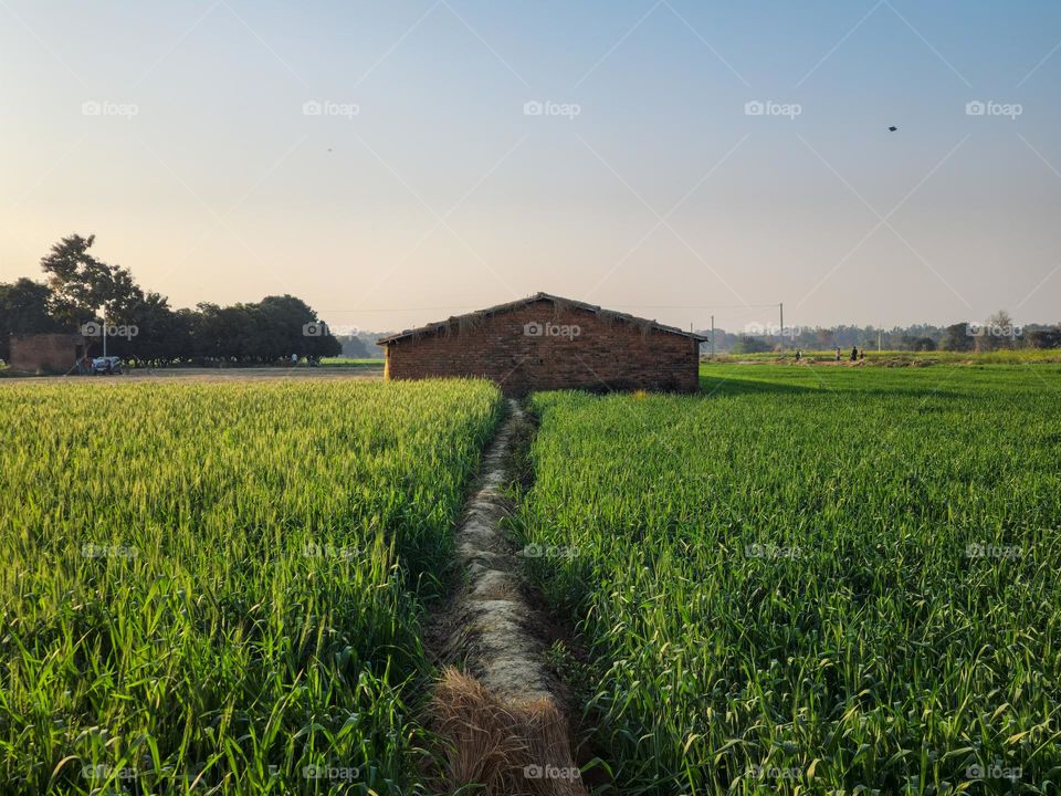 Hut house in the middle of farm land