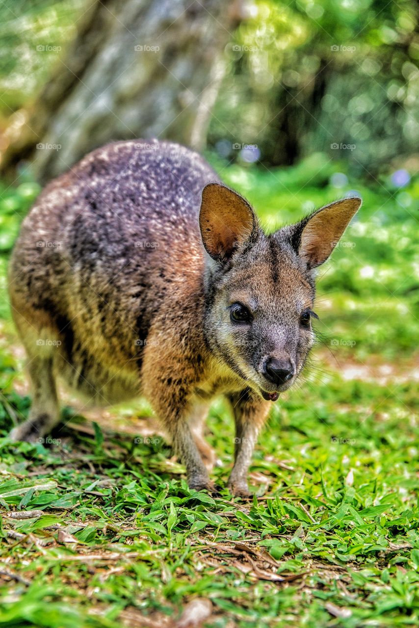 marsupial