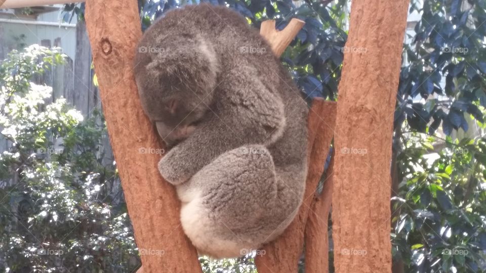 Sleeping. A coala in the Lone Pine sanctuary in Brisbane, Australia