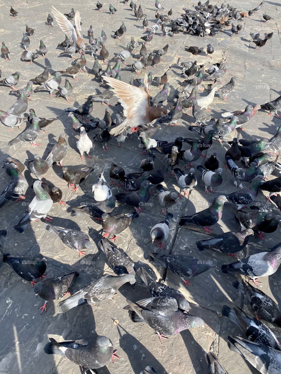 Pigeons in Peru 