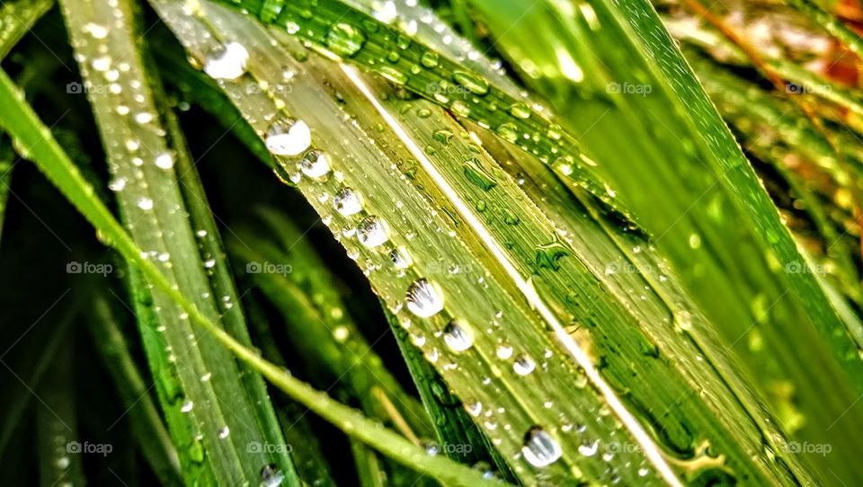 Waterdrops on the grass