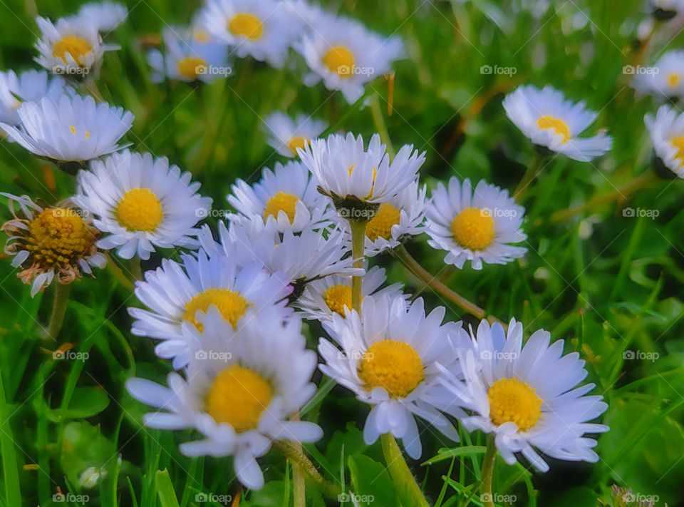 white Wild flowers & Green Grass