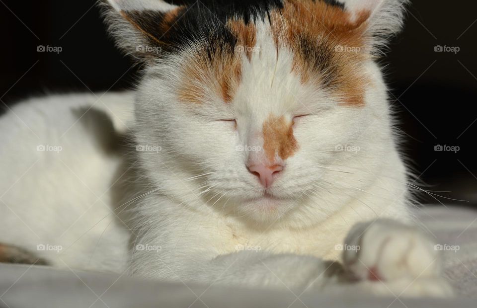 sleeping cat in sunlight beautiful portrait close up