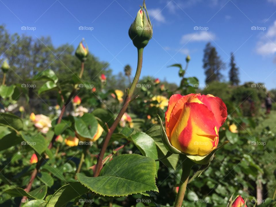 Coming up roses