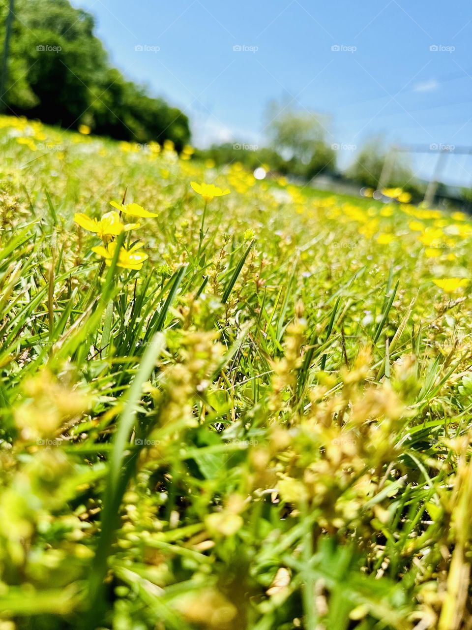 Spring has sprung in Tennessee! 