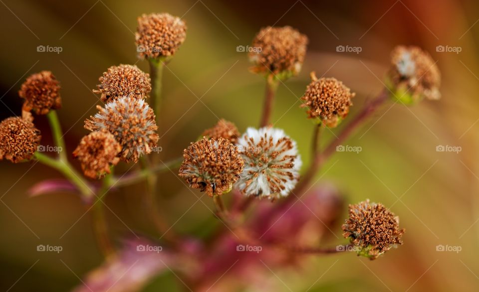 beautiful plants around us