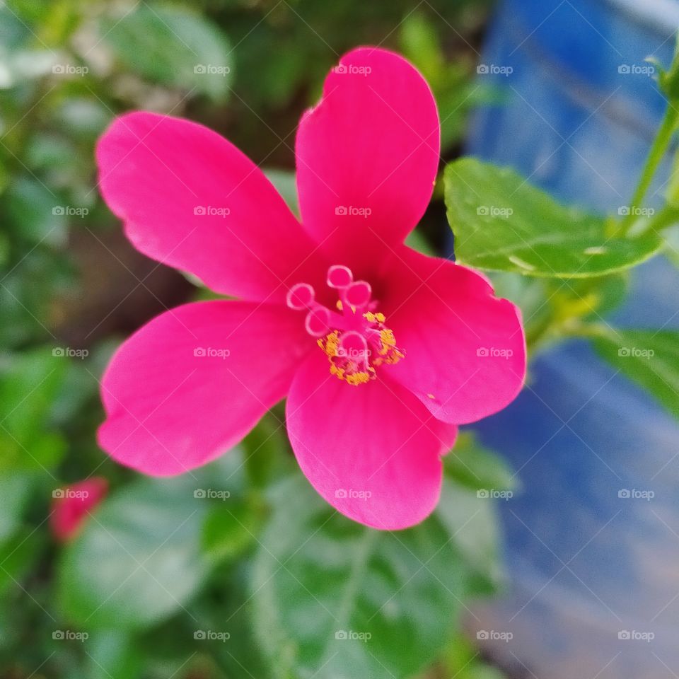 village lovers one tap click ❣️🧡❤❣️