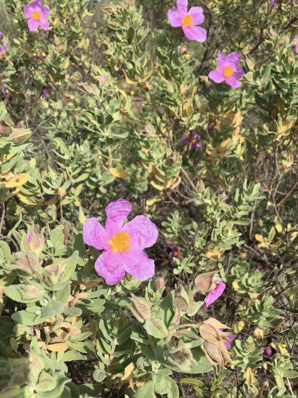 Unknown pink flowers 