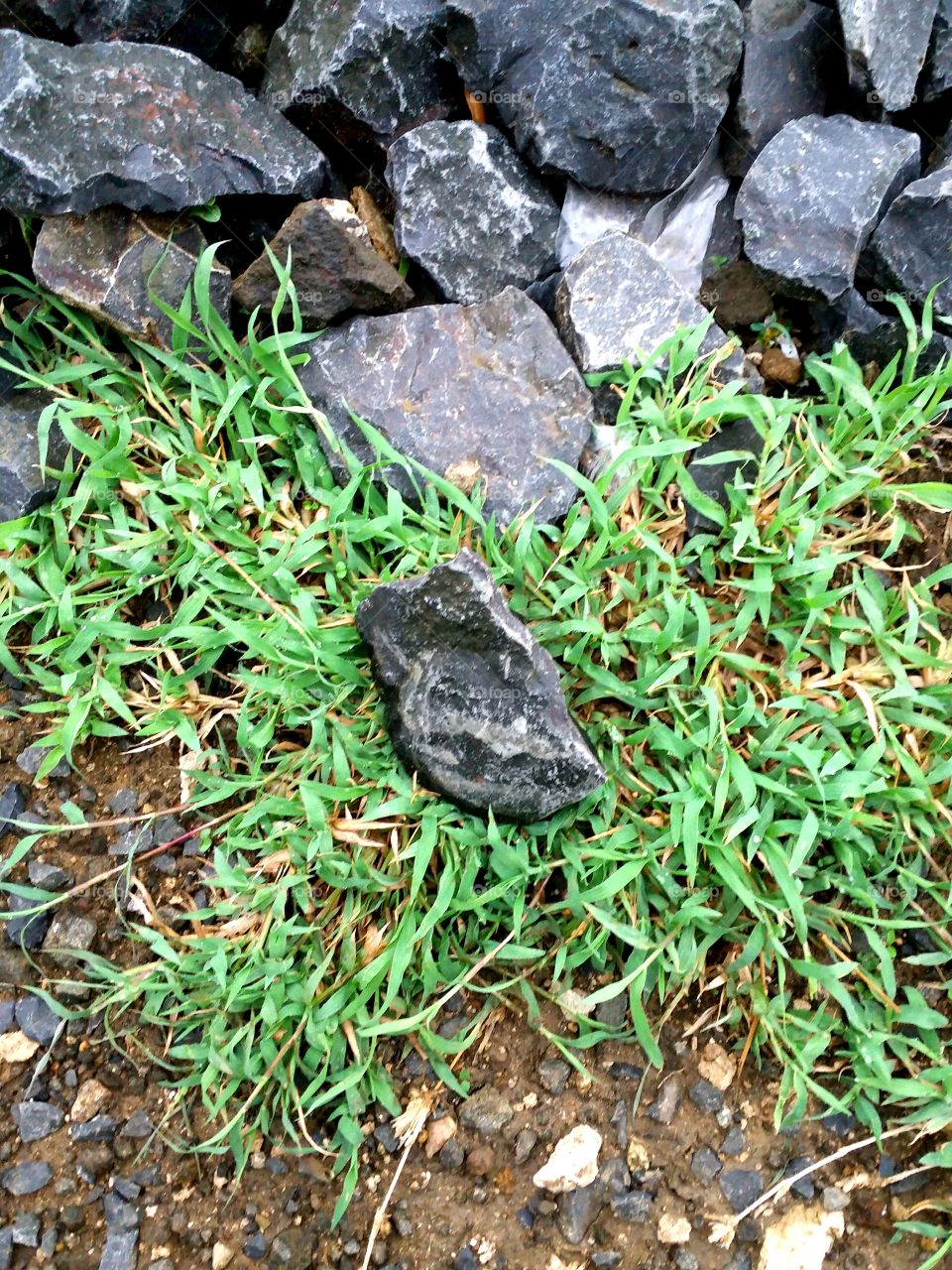 grass and stones