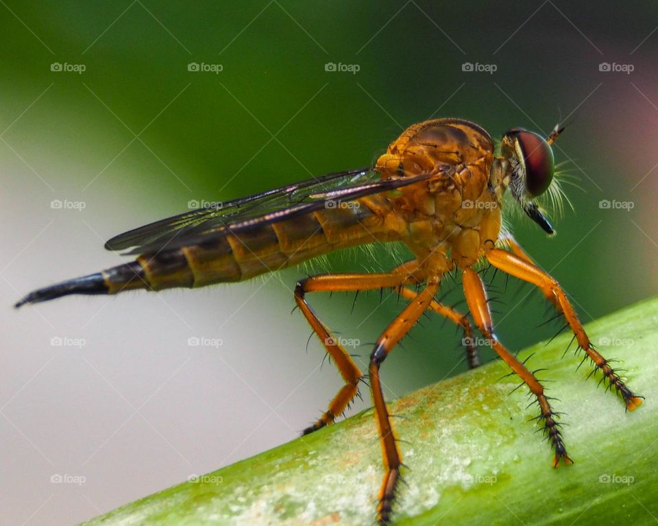 Gold Robberfly