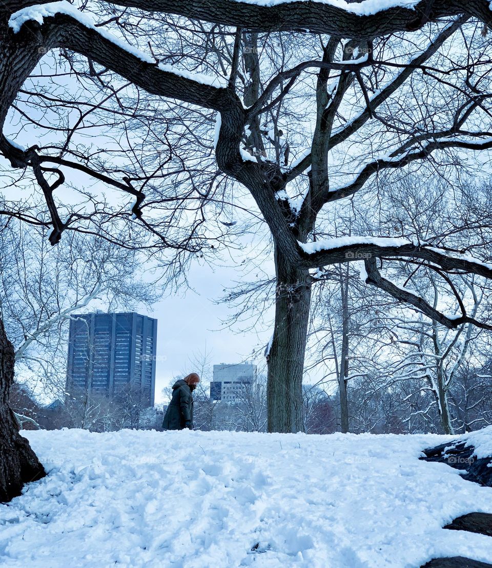 Young woman walking alone in Central Park New York. Threes were surrounded with snows. 