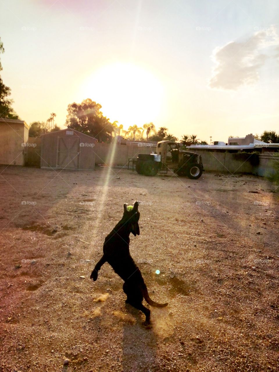 Sera, a black Labrador Retriever, catching her ball during a game of fetch 