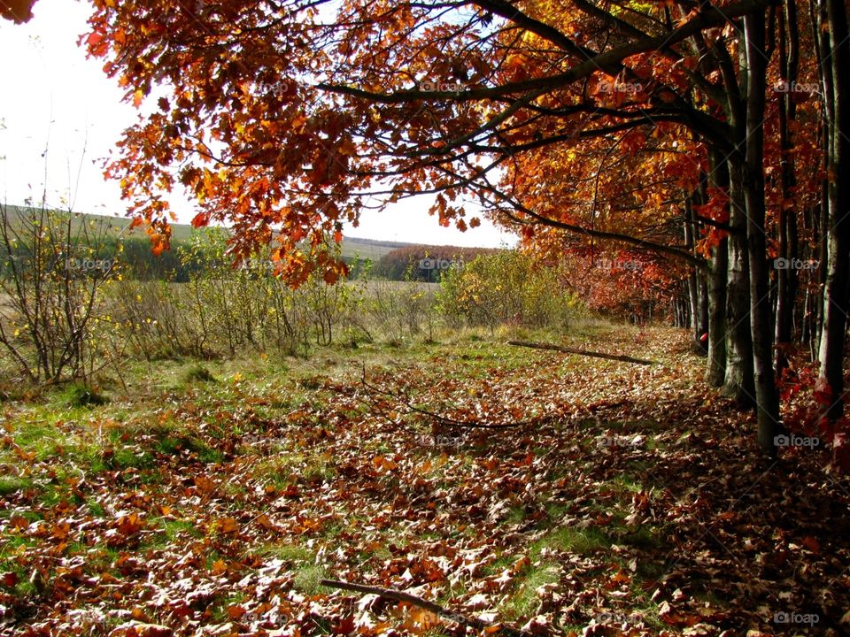 Autumn in the forest 