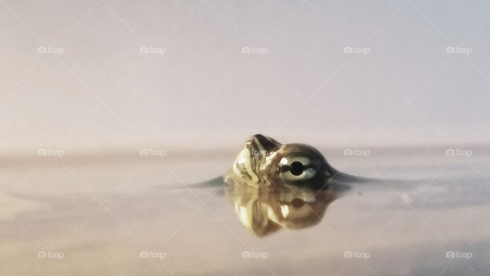 Close-up of turtle in sea