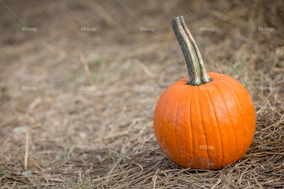 Organic pumpkin at the orchard in autumn, harvest season