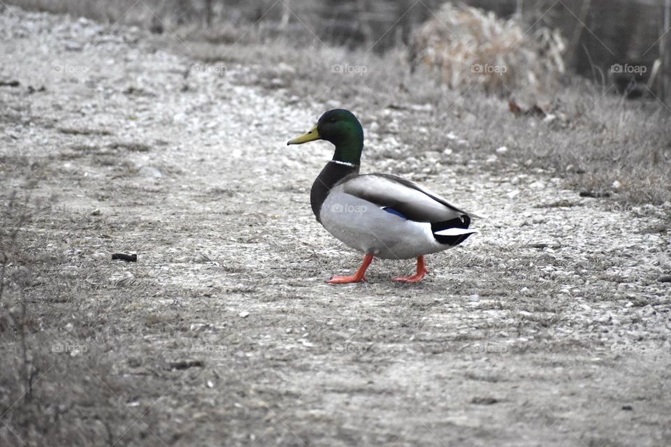 A male duck wanders between ponds