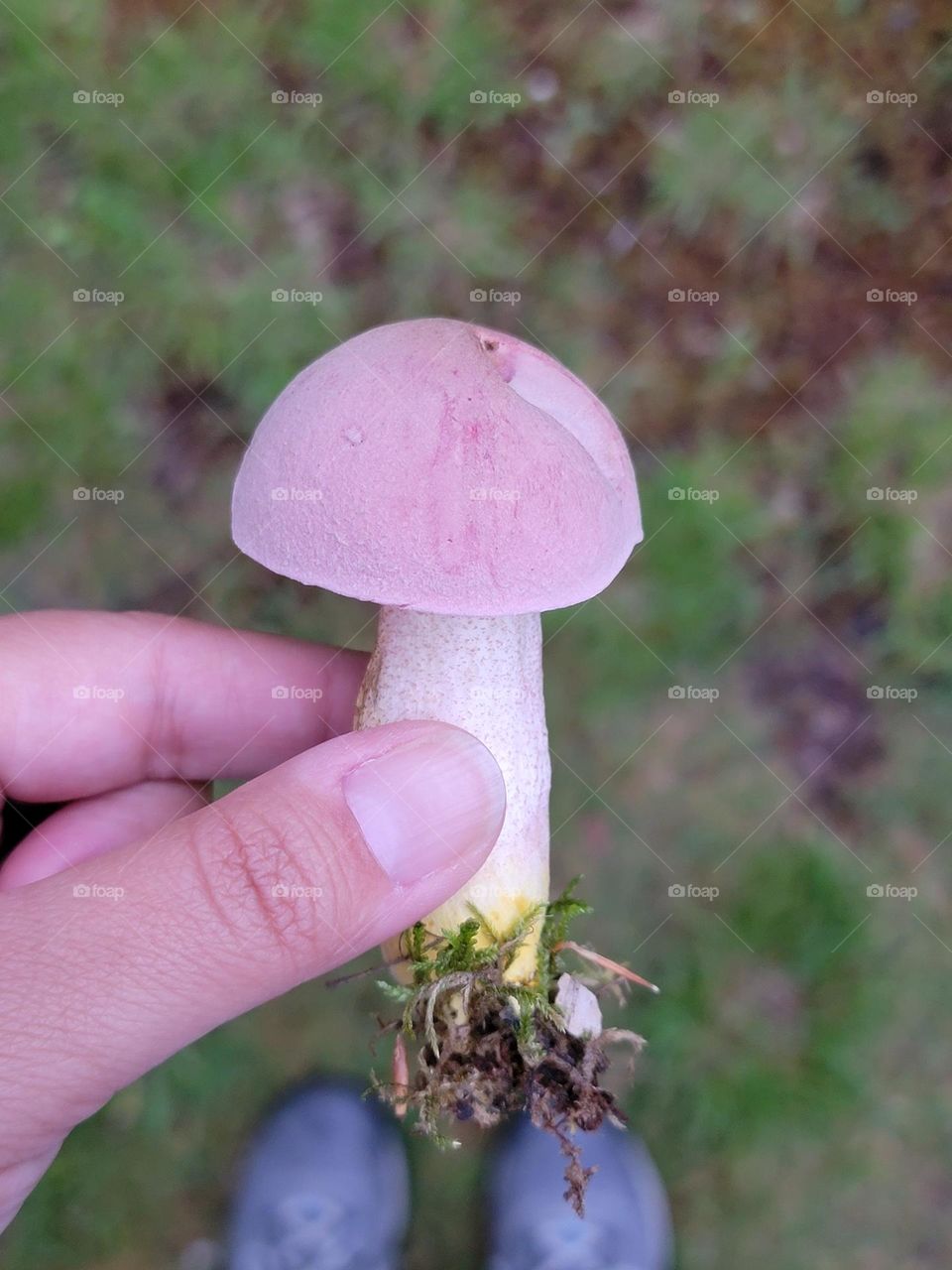 Handing Holding Foraged Pink Mushroom