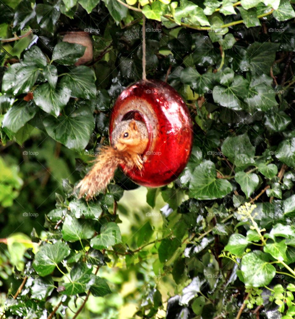 Squirrel in Red