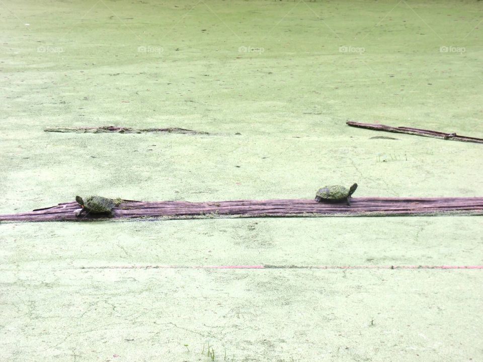 Turtles in the Bayou