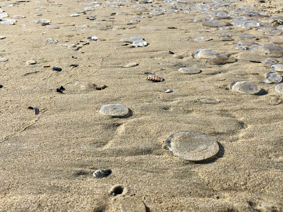 Jellyfish on the shoreline 