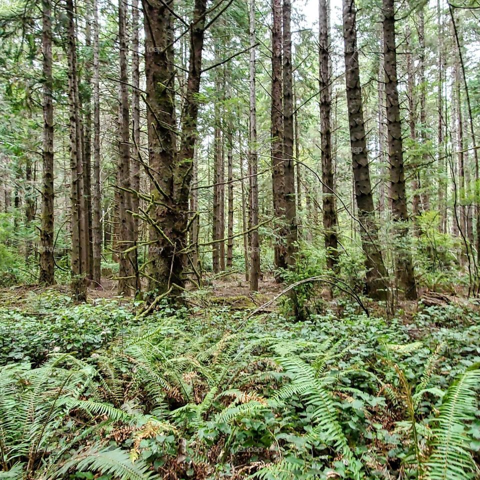 Oregon Coast Forest