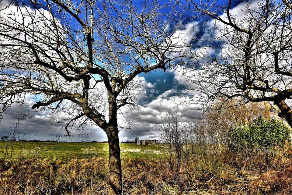 Dutch landscape with bare trees meadows blue sky clouds and shed