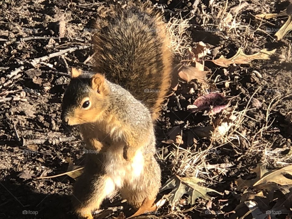 Cute squirrel looks like he’s dancing