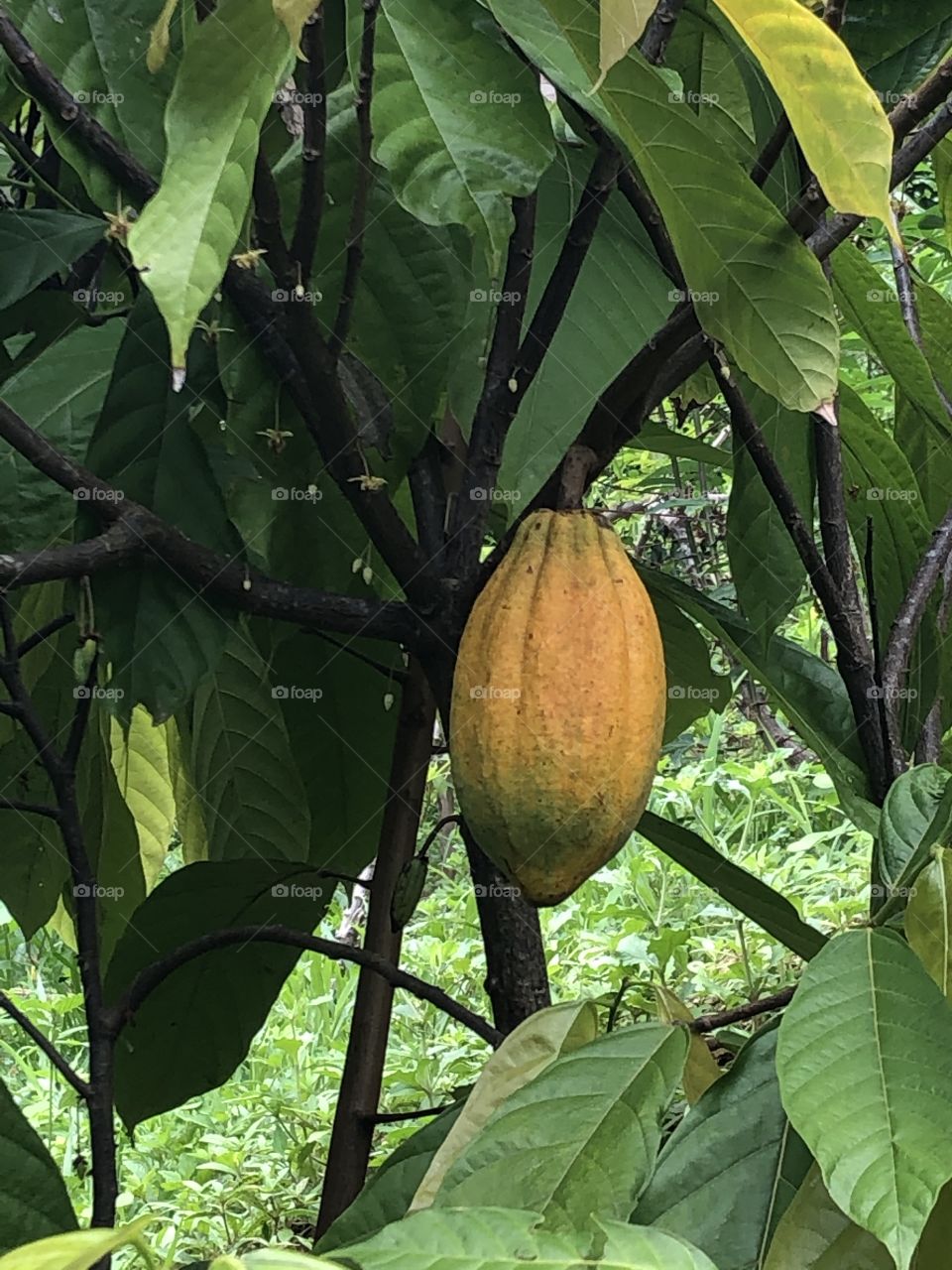 Cacau! Fruto usado na produção do chocolate. 