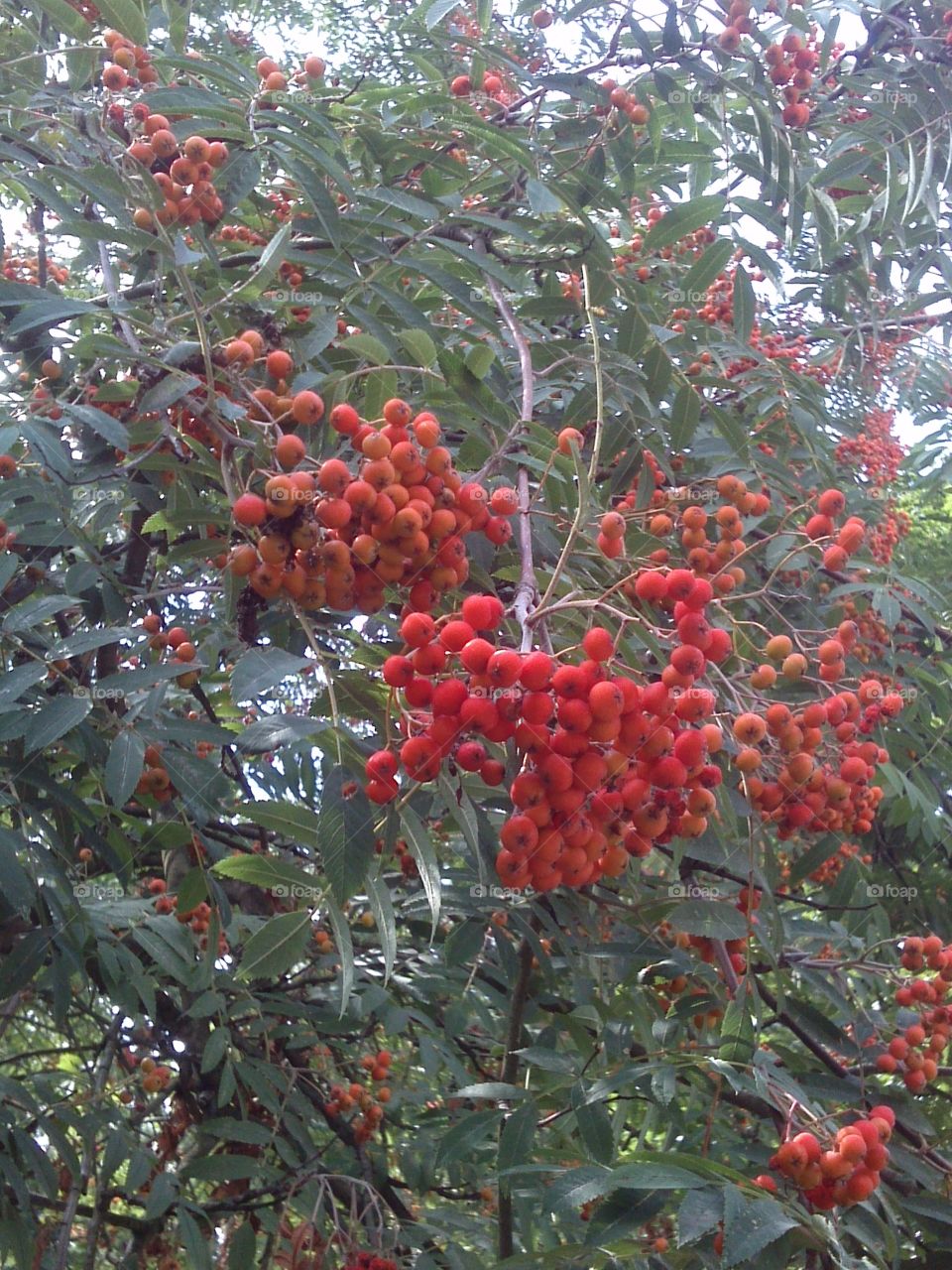 Rowanberry