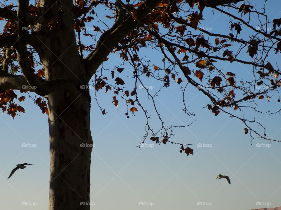 tree & sky