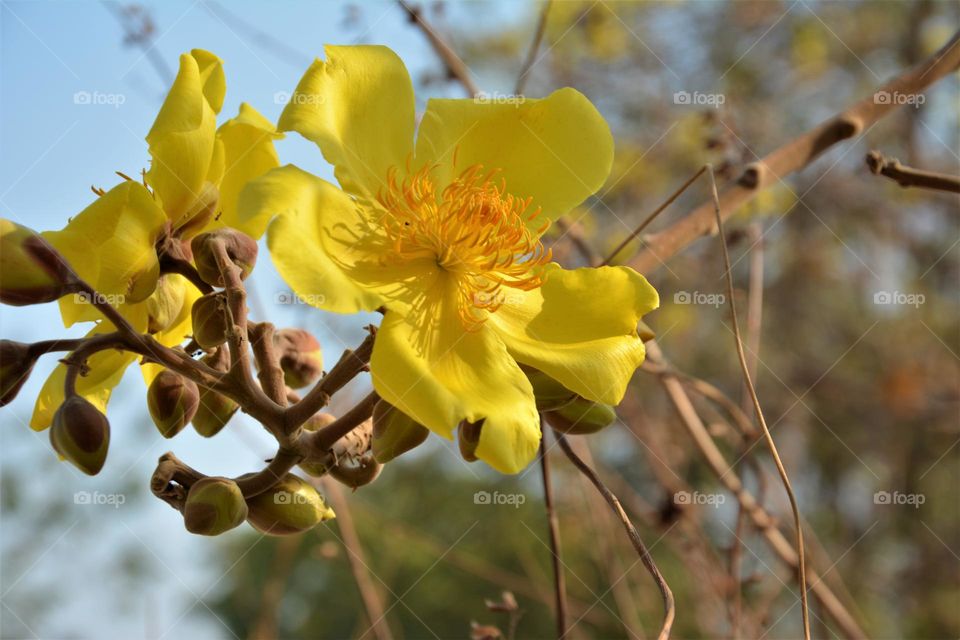 Yellow flower blossoms