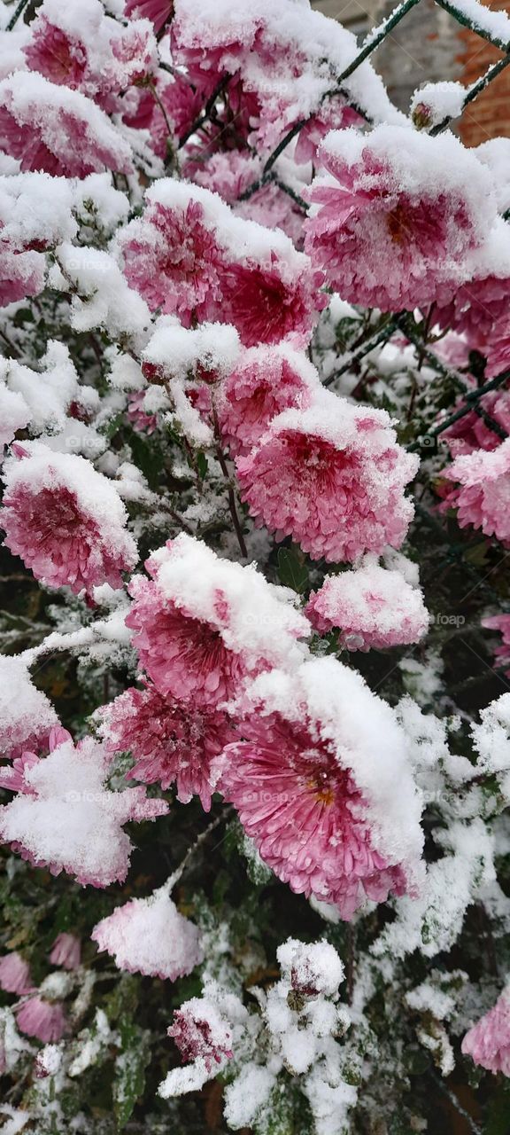 colors of autumn with snow 3