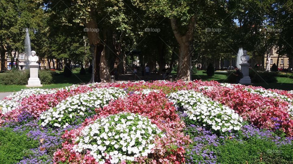 Beautiful flowers in the centre of the city Zagreb