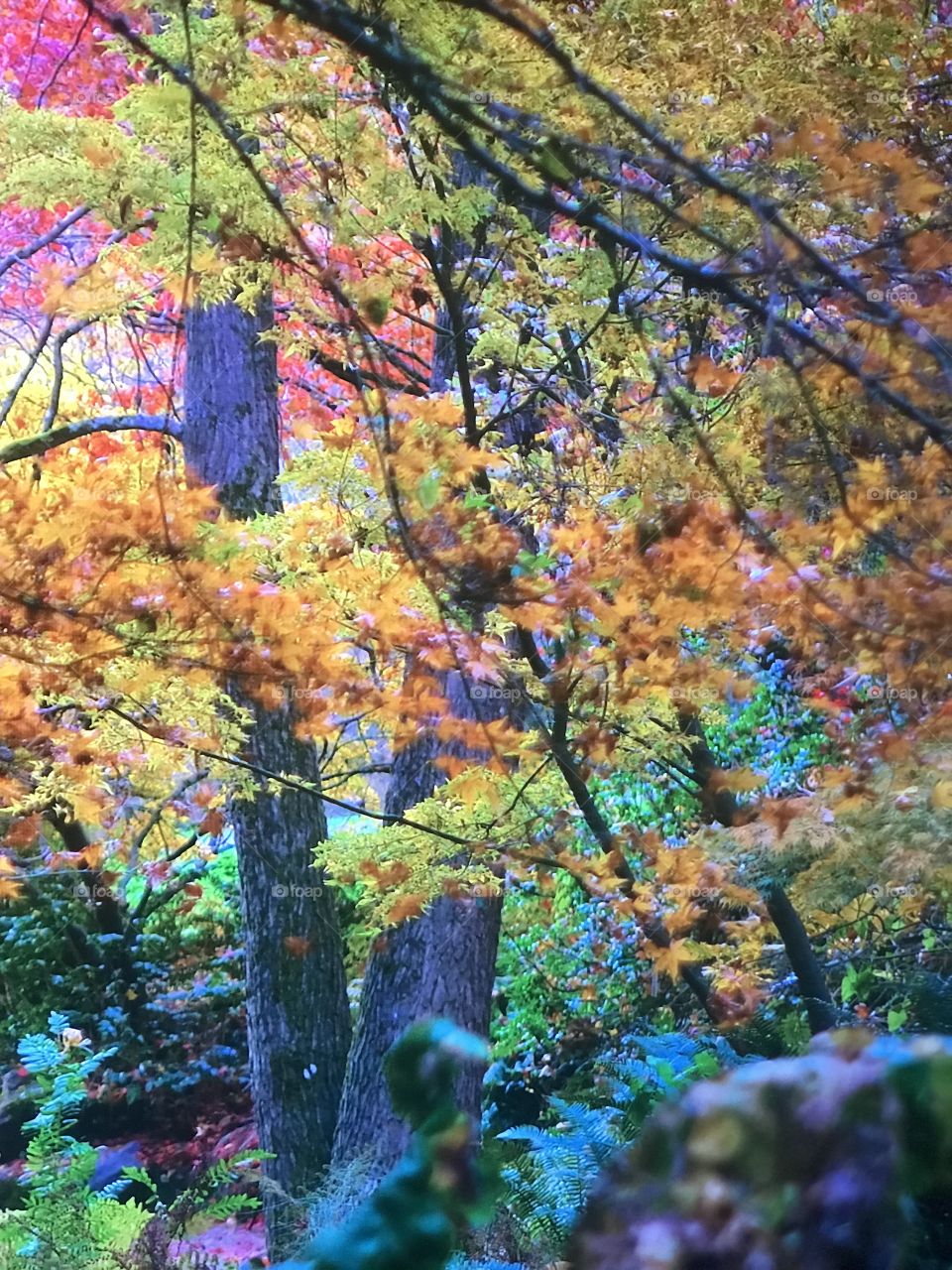 Washington Autumn Season 