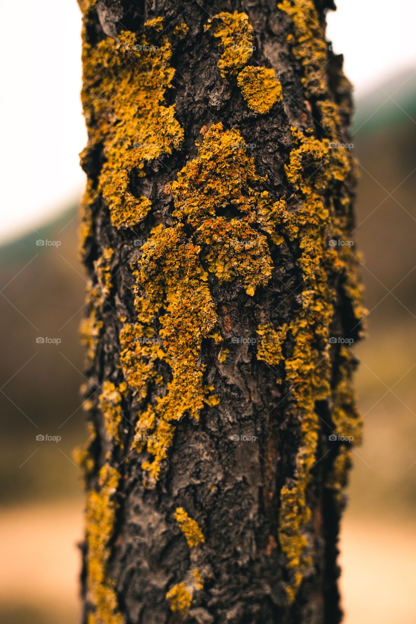 Photography needs no introduction, it is simply beautiful.